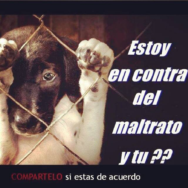 maxarmoza's tweet photo. Juntos podemos difundir este mensaje!! Todos en contra del mal trato animal y a favor de las adopciones!! AYUDEMOS!RT http://t.co/fskRa9zVSL