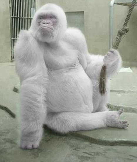 OMGFacts's tweet photo. Snowflake - The albino gorilla http://t.co/k7Ihn8kzRQ