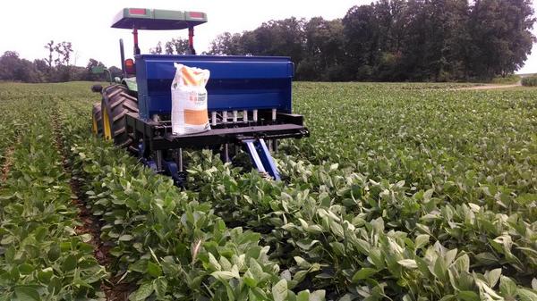 CoverCropCoach's tweet image. #interseeding #tillagemaxindy into 30" beans. Thought the beans would be too tall but working beautifully #covercrops