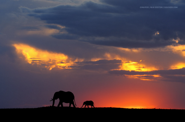TravelIndustry's tweet image. Wow! "@adventurecom: African elephant and baby crossing the Masai Mara at sunset. #ventureout #traveltheworld http://t.co/r0LuyzQx53”
