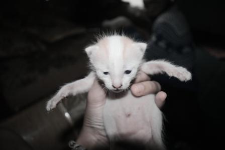 Lucu kan?kek yg punya;$