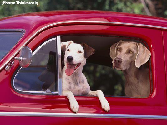 You can bring your dogs with you when you go on a vacation and stay at these hotels: usat.ly/1n40TUv