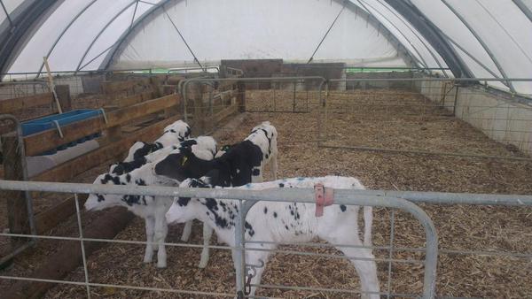 ToiToiGenetics's tweet image. Embryo calves from Tahora Duplex Toni ET. By Windbrook, Braxton, and Mr Aussie Apple.