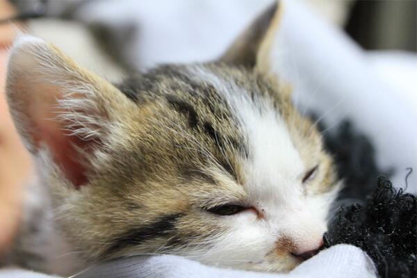 _nekoneko_____'s tweet photo. シャッター音うるさいにゃ… http://t.co/p3X4FTMdJS