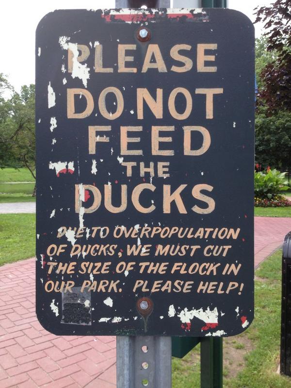 KittyRobinson12's tweet photo. I guess the solution is to starve them? :( http://t.co/EVwfjE6INs