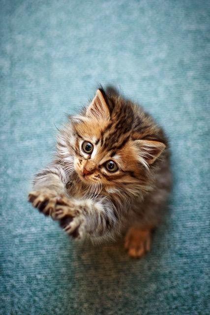 IncreibleAnimal's tweet photo. Sábado de gatito #presumeatugato #gato #gatito #Animales http://t.co/RJRfUuYF83