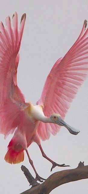 IncreibleAnimal's tweet photo. ¿Habían visto un pelícano rosa?
#animales, #rosa #naturaleza #fauna #picoftheday http://t.co/7tkn1NpcIr