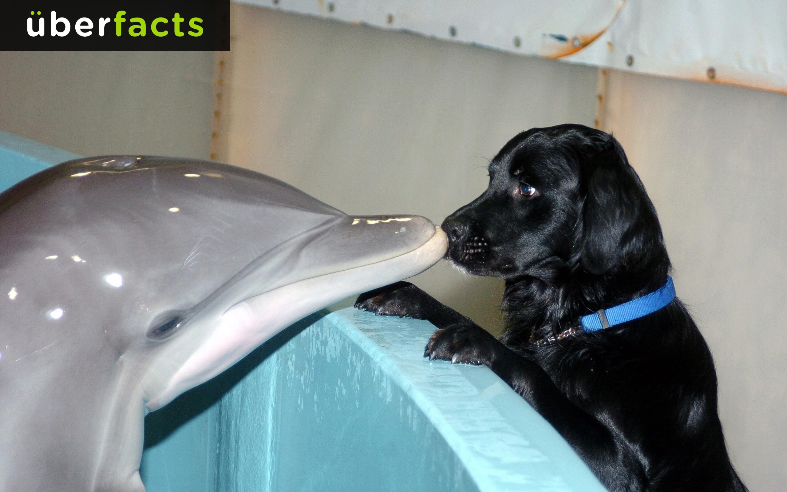UberFacts on X: "Here's a cute picture of a baby dolphin meeting a puppy.  http://t.co/jVTJeHQd9c" / X
