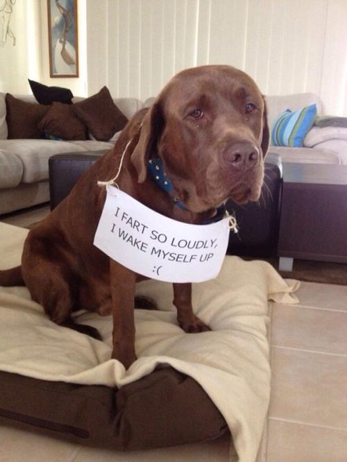 WeLoveDogsFans's tweet photo. This is a serious #problem. Not kidding. http://t.co/KwlMTHGWCf