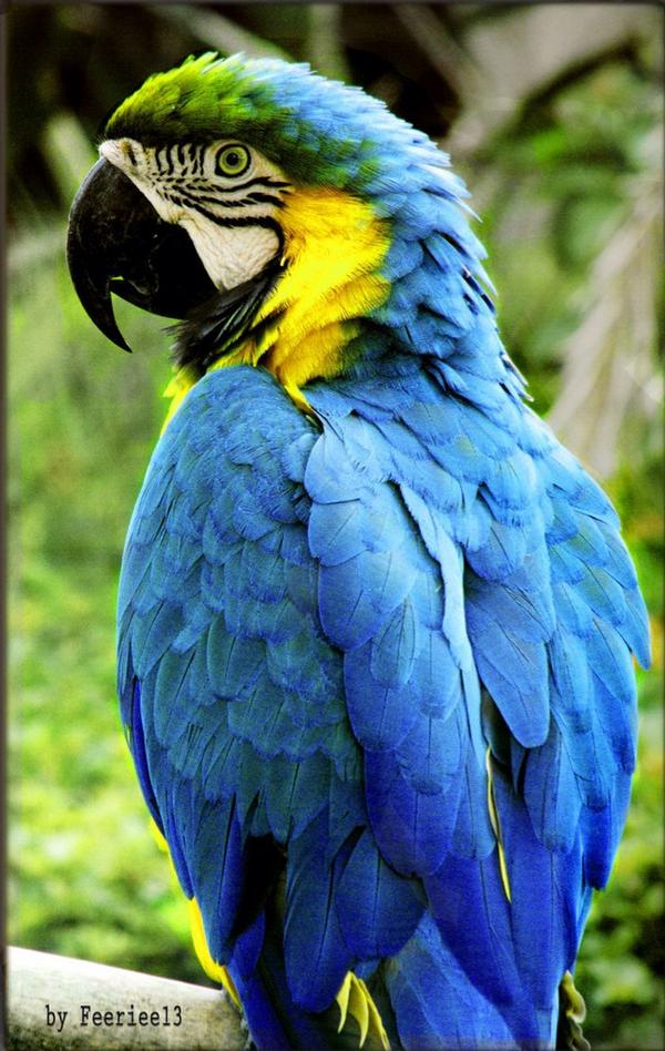 LilKittyF's tweet photo. @mlp_raspberryDe *whistles for my parrot* this is ocean my Parrot. http://t.co/IRPrOqc5ro