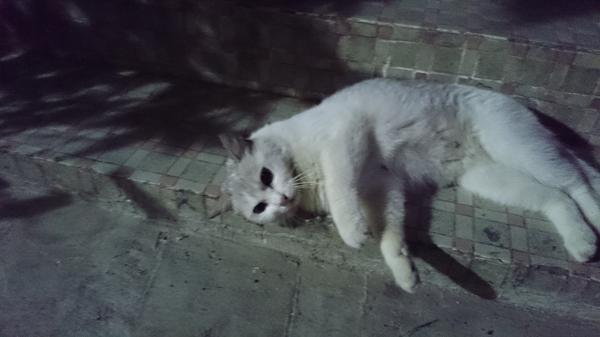 米高安哲羅 (@rz0907) on Twitter photo 