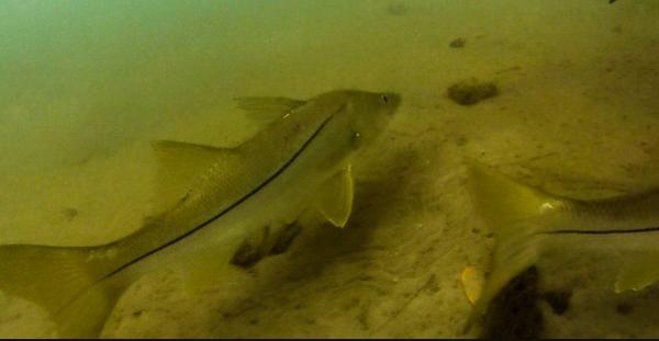 FLSnookAnglers's tweet photo. Creepin on some snook! http://t.co/7j967kBkGO