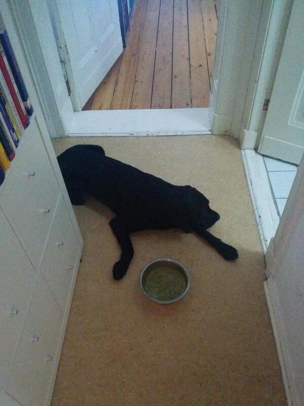 Kein Hunger! Schlechtes Zeichen! #LabbiChester