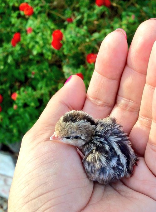 Out on a walk I found this guy.  He was being eaten by ants so I picked him up.  Taking him to a bird<a href="/tag/cosmos"class="tags"><span>#cosmos</span></a>