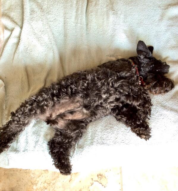 The Schnauzer Life tweet media