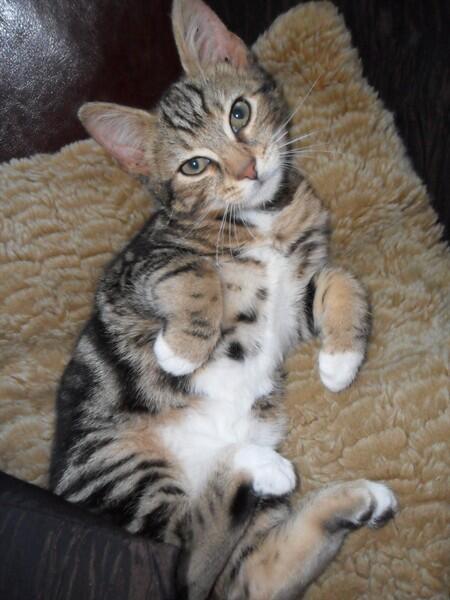 stolenandstray's tweet photo. @TonbTweetUp Merlin went #missing from #Tonbridge, Kent on the 29/6. He is a neutered Bengal Cross #cat. Pls RT http://t.co/NaKP0Xqr7k