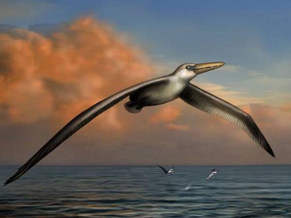 wjfarrier's tweet photo. Eek #Folkestone MT @Independent: If you hate #seagulls, imagine a world where these roamed http://t.co/QovEqDohNt http://t.co/dgCYDMj0CF