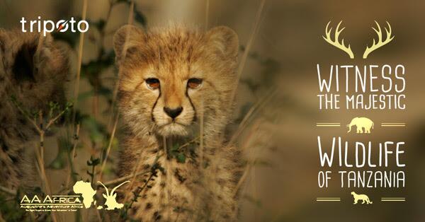 The Tripoto Wanderers Contest: 10 Day Luxury Accommodation &amp; Safari in Tanzania bit.ly/1vVXIPJ #contest #ttot