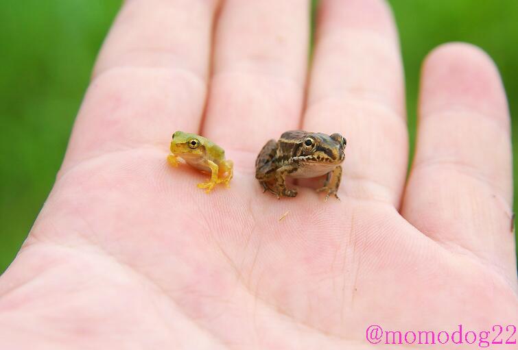 もも カエル大きさ比べ オタマからカエルになったばかりの 右がトノサマガエル 左がアマガエル 12年7月撮影 Http T Co Dbzebwvobs Twitter