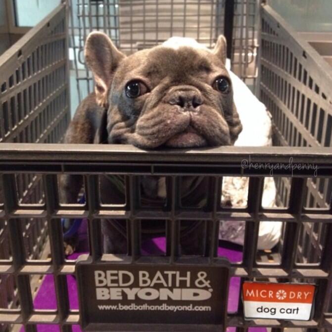 Is Bed Bath Beyond Dog Friendly