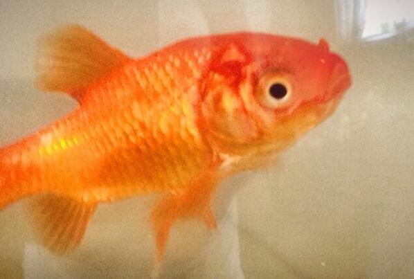 Rach_425's tweet image. Bought a new tank for my fish today... Half an hour later it died 😟 #RIPJess