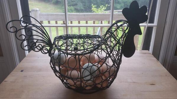 herdofturtlez's tweet image. #freerange #hens #farmlife #herdofturtleshomestead @jetteryderdad