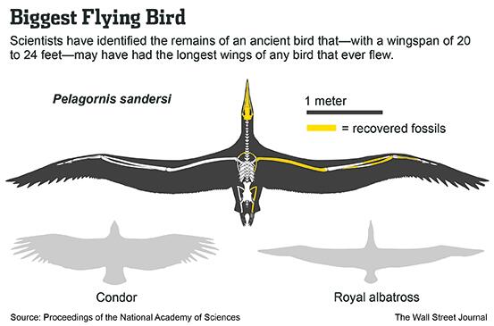 bird with the largest wingspan