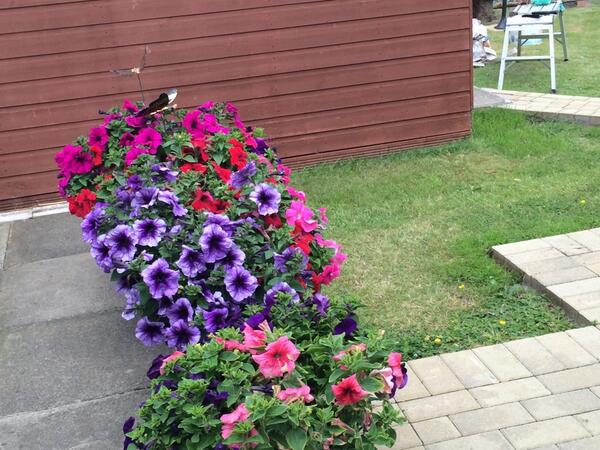 ezpops's tweet image. My lovely flowers