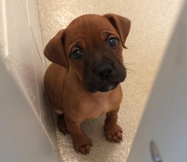 AshleyGigax's tweet photo. “@NEHumaneSociety: Will you be Tippy's new family? http://t.co/ywRy4tawEN” @dillamonster11 😍