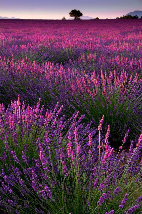 RyanNomados's tweet image. Lavender Dusk, France