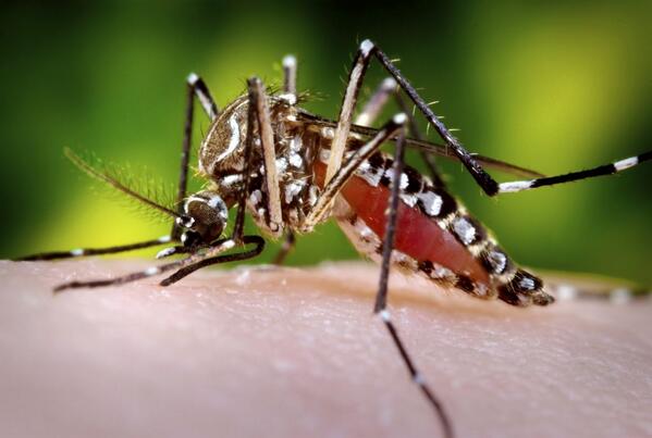 CESHgo's tweet image. #FiebreChikungunya Se trasmite por el mismo vector que el dengue (mosquito Aedes). goo.gl/G8TOUN // @inspmx