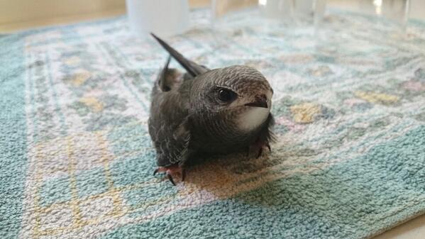 Entre tots hem salvat a Pio @Felipegp95 @Sofieta94 i <a href="/joana_almi/">Joana</a>