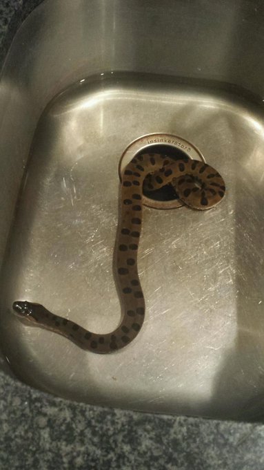 My baby anaconda finally ate last night! They are so hard to get eating regularly... http://t.co/AVp