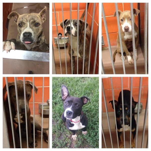 CACC is past capacity. These are just a few pups that will lose a chance at a happy life. Go foster/adopt one!