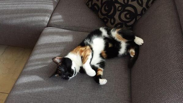 Helma44's tweet image. Dag 18 en nog steeds is Lilly VERMIST! Waar is lilly? Dordrecht Sterrenburg. RT please!