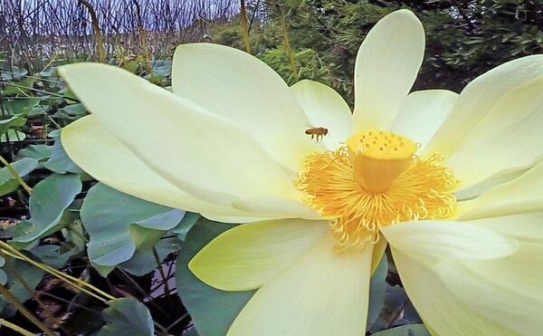 RedHuber's tweet photo. A bee hovers over a yellow #Spatterdock lily. #orlando #nature #environment http://t.co/pzTFKsbo3a