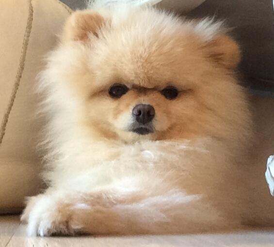 MrsSOsbourne's tweet photo. RT this pic of my darling Bella for the chance to be followed by yours truly! x http://t.co/bojdyaedqI