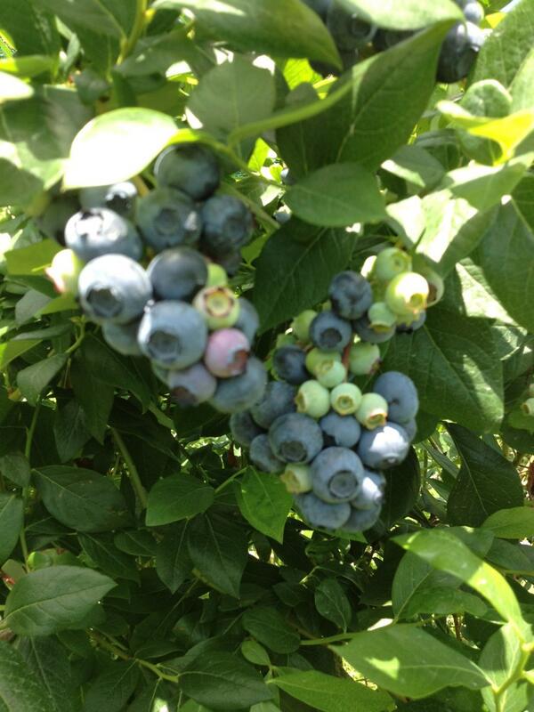 Carlson Orchards tweet media