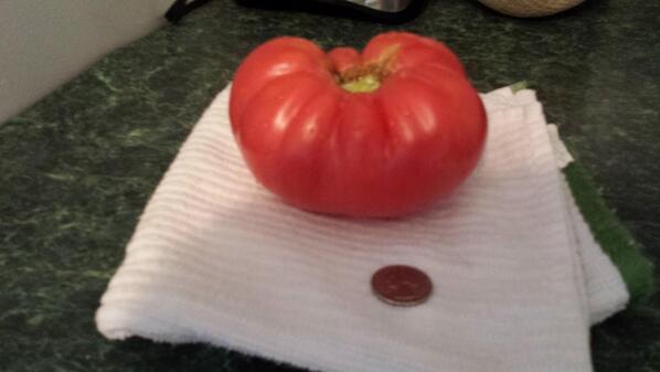 lscottgriss's tweet image. Our first #PinkBrandywine. Quarter for scale.