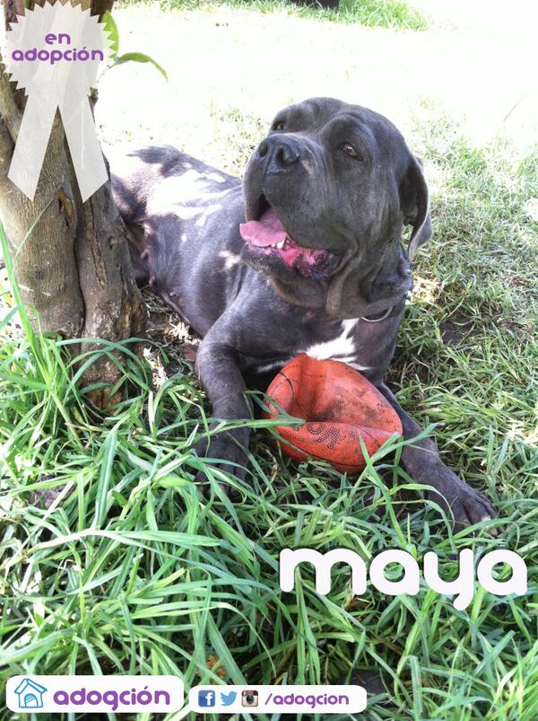 Adogcion's tweet photo. Mayita busca nuevo hogar :) Ayúdanos a encontrarle uno #adopción #PerrosEnAdopcion #perros #DF @En_Xochimilco http://t.co/augL9W9l5F