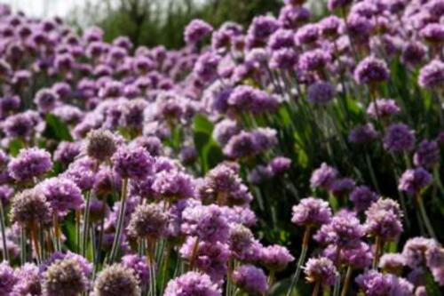 in4mnatn_health's tweet photo. Not only used in soaps, but also in #ayurveda #aromatherapy. Discover benefits of #lavender http://t.co/mEEtI4ydDe http://t.co/b36PNbKb02