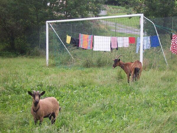 boysoccerprobs's tweet photo. Brazils defense at the moment http://t.co/71o8JI126k