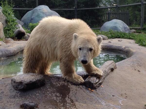 tozookeepers's tweet photo. @ElaineLax Just for you: Humphrey eating a melon for the first time #torontozoo #polarbear #cub #summertimesnack http://t.co/RWSV8rcySU