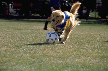 Complex's tweet photo. Brazil needs Air Bud right now. http://t.co/g4B14nGI2b