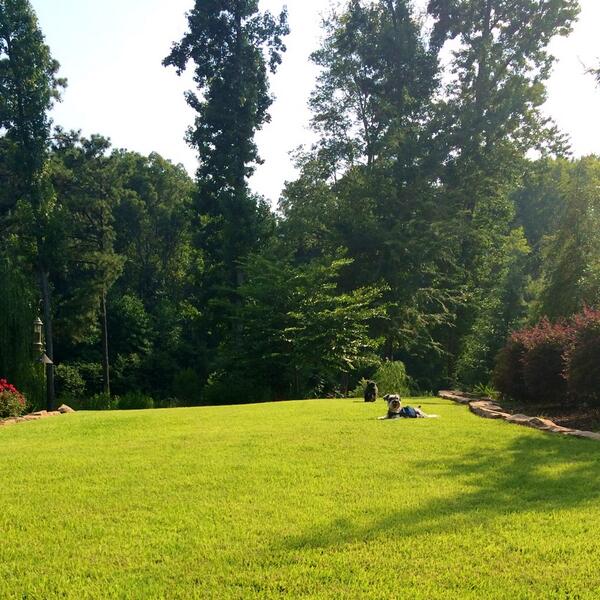 The Schnauzer Life tweet media