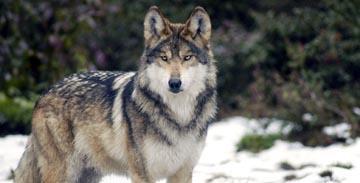 My wolf form