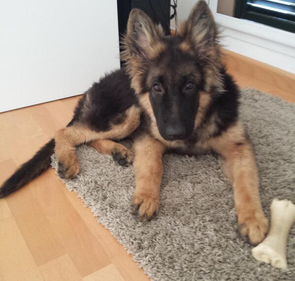 MaIIork's tweet photo. Despues de un día enfermo... @Pastor__Aleman @GermanSheperdss @GSDLore http://t.co/zkm6MeOSmq