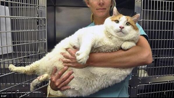 JennPoca's tweet image. Such a Fat cat #fat #socute