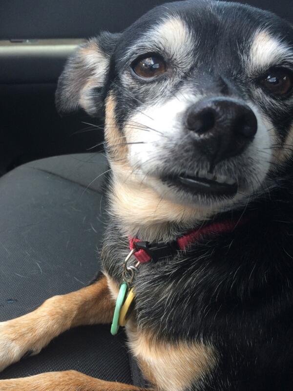 ReesesRuffRuff's tweet photo. I'm so cute! http://t.co/yZ9667rtDd