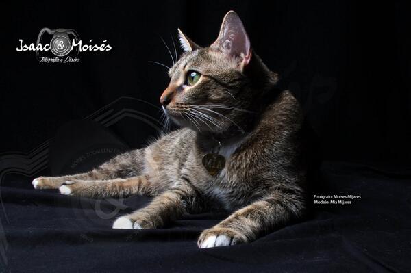 FotografiaIM's tweet photo. Fotografía para tu mascota #FotografíaMascotas http://t.co/YFHF2oc2RE